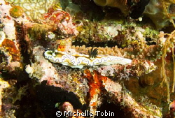 Nudibranch by Michelle Tobin 